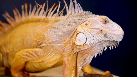 golden iguana in a controlled studio environment with dramatic lighting, showcasing its vibrant scales and calm demeanor