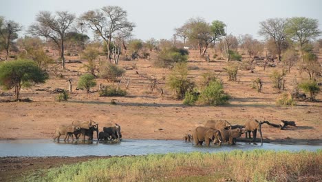 a extreme wide shot of a breeding herd of elephants arriving at a waterhole in kruger national park