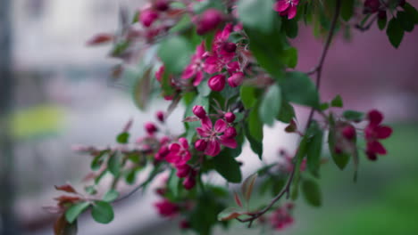 Purple-tree-flowers-blossoming-in-small-city-park-in-warm-spring-day-in-closeup.