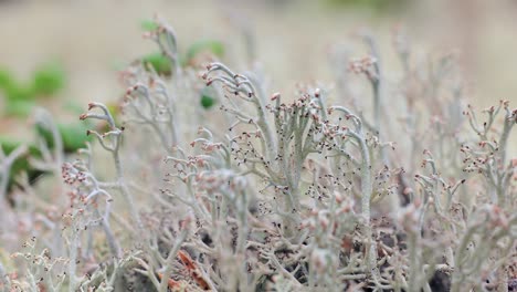 Primer-Plano-De-Musgo-De-Liquen-De-La-Tundra-ártica.-Cladonia-Rangiferina,-También-Conocida-Como-Liquen-De-Copa-De-Reno.