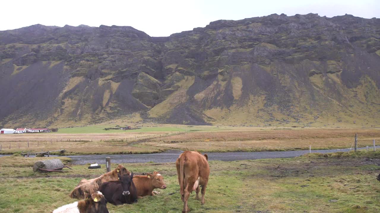 아이슬란드 계곡의 도로 옆 들판에서 쉬고 있는 소 떼