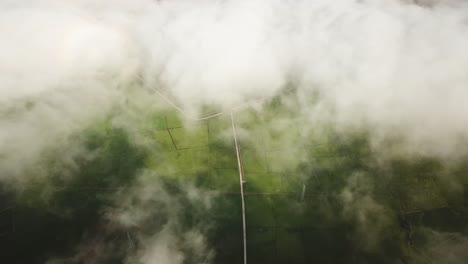 vista aérea de un campo de arroz verde con nubes en movimiento por la mañana.