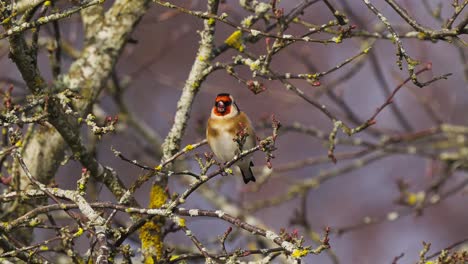 close-up of a goldfinch in a leafless tree