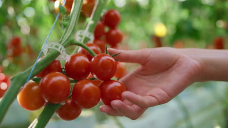 Agronomical-scientist-checking-quality-of-red-tomatoes-on-plantation-closeup