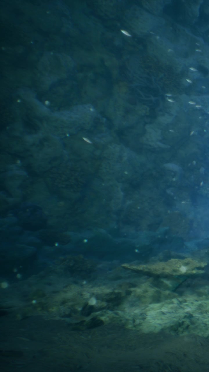 Escena submarina mostrando rocas y plantas acuáticas en agua clara.