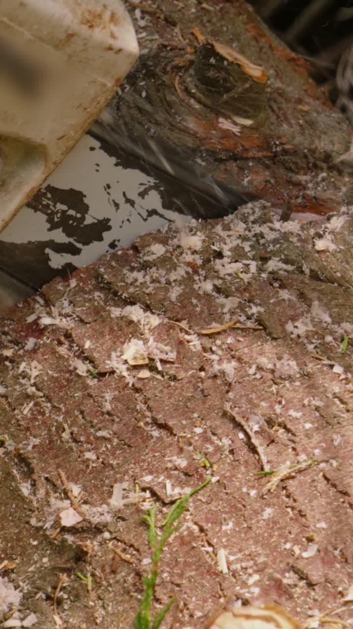 Eine Kettensäge schneidet langsam einen dicken Holzstamm für Brennholz. Vertikales Video im Format 9:16. Ideal für Forstwirtschaft, Hardware oder industrielle DIY-Inhalte für Social-Media-Reels