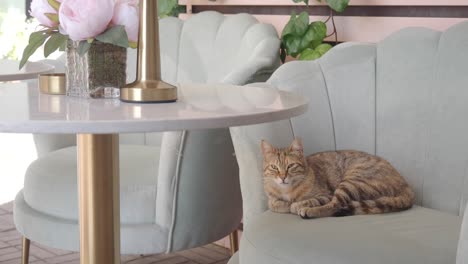 a tabby cat sitting on a green velvet chair in a cafe