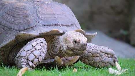 turtle crawls on the ground and eats grass. natural park. high quality 4k footage