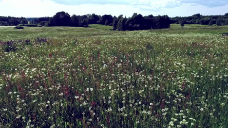 Drone-shot-flying-over-a-beautiful-flower-meadow-on-sunny-day