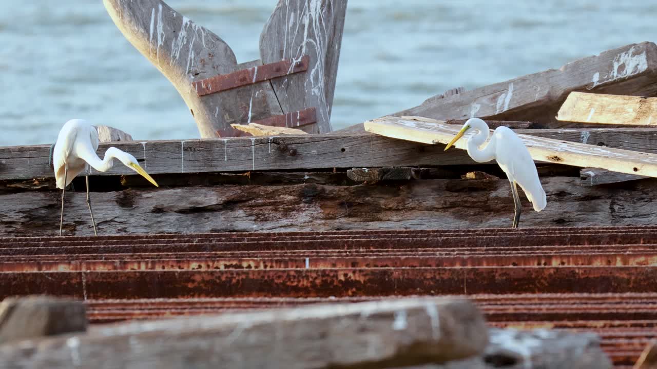 태국 파타야 에서 배 를 탐사 하는 헤론