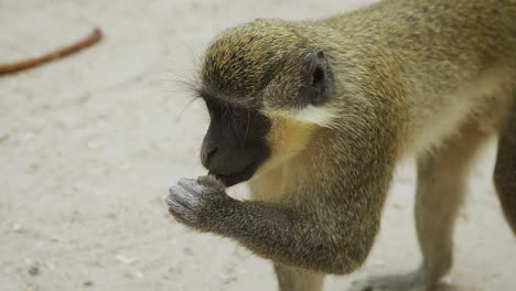 pequeño mono sabeo inteligente abriendo una cáscara de maní con sus dientes en el parque de monos, gambia
