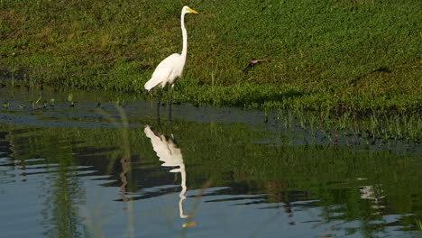 reflection of a great egret