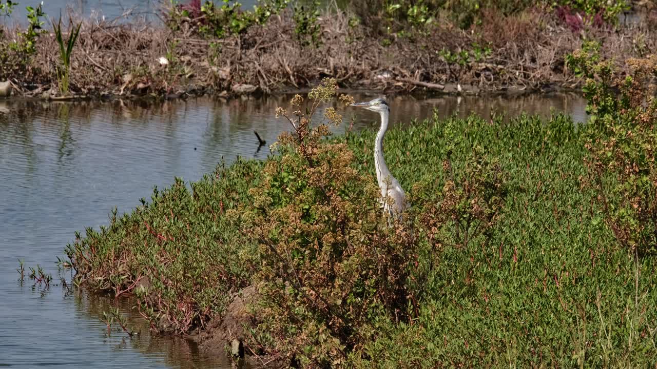 mirando hacia la izquierda mientras su cuerpo sobresale de las plantas gruesas, garza gris ardea cinerea, tailandia