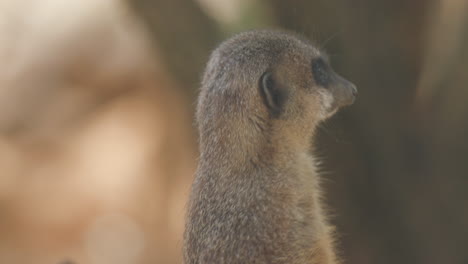 An-extreme-close-up-of-a-meerkat-turning-his-head-to-face-the-camera