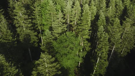 pine tree forest from above