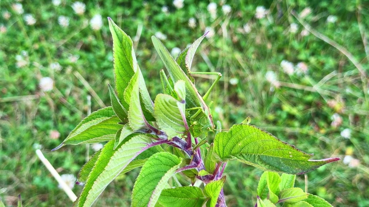 Vue rapprochée d'une sauterelle verte, également connue sous le nom d'Omocestus viridulus, assise parmi la végétation fraîche dans un environnement de prairie.