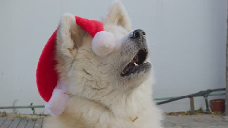 akita inu dog, funny christmas hat, creating a delightful and entertaining scene