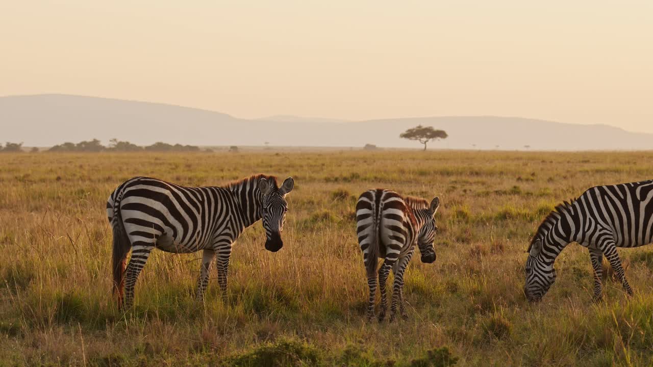 Movimento rallentato di animali della Masai Mara, Africa, con una mandria di zebre al pascolo in un paesaggio di savana durante un safari nella fauna selvatica africana nel Maasai Mara, Kenya, nella splendida luce del tramonto dell'ora d'oro