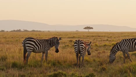 Zeitlupe-Von-Masai-Mara-Afrika-Tieren,-Zebraherde,-Die-In-Der-Savannenlandschaft-Auf-Einer-Afrikanischen-Wildtiersafari-In-Masai-Mara,-Kenia,-Im-Wunderschönen-Sonnenlicht-Der-Goldenen-Stunde-Bei-Sonnenuntergang-Weidet