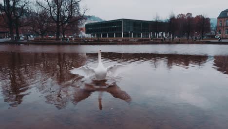 Ein-Weißer-Schwan-Breitet-Seine-Flügel-In-Zeitlupe-60p-Aus