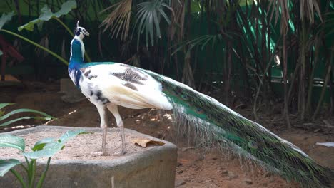 Schöne-Kreuzzucht-Weiße-Und-Blaue-Indische-Pfauen-Sitzen-Anmutig-Und-Wundern-Sich-über-Die-Umliegende-Umgebung-Im-Vogelparadies,-Langkawi-Wildpark,-Nahaufnahme-Handschuss