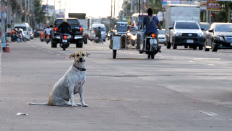 homeless gray dog sits on the road with passing cars and motorcycles. asia, thailand