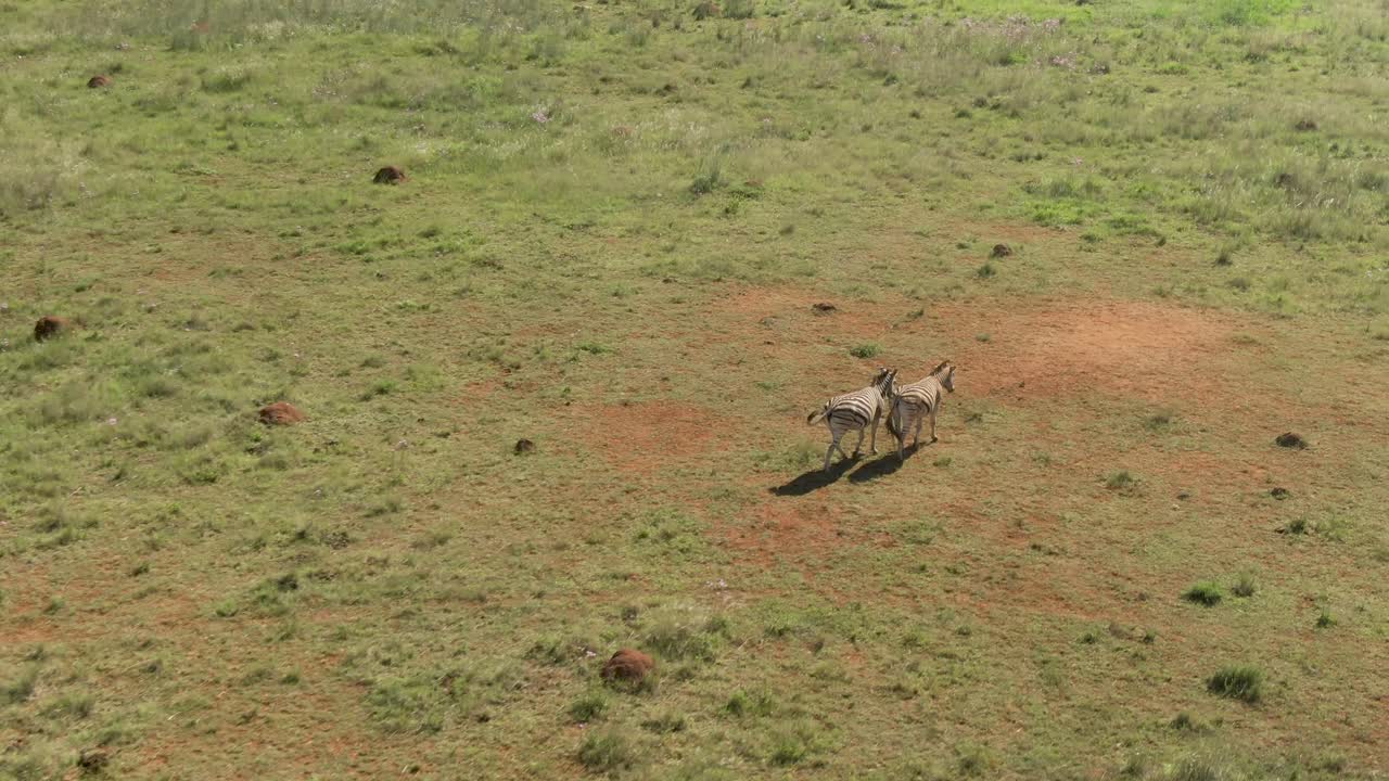imágenes aéreas de drones de una cebra corriendo en la naturaleza en una granja de caza africana