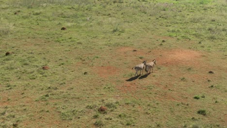 drone aerial footage of a zebra running in the wild on a african game farm