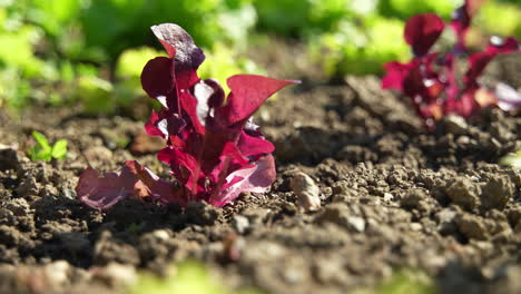 un primer plano de las plantas de ensalada.