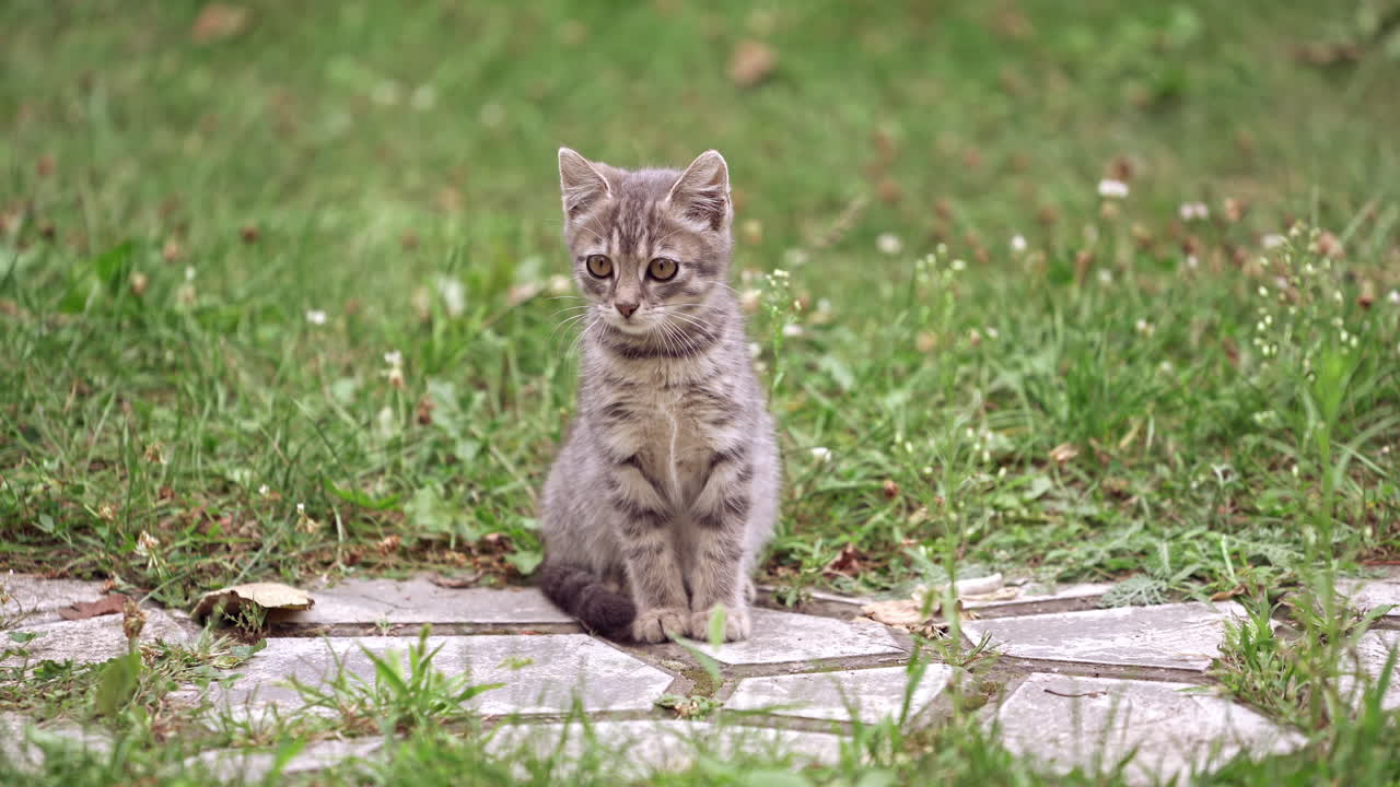Little kitten outside. Portrait of a grey kitten sitting in green grass. Gray cat is running quickly near the little kitty in summer day.