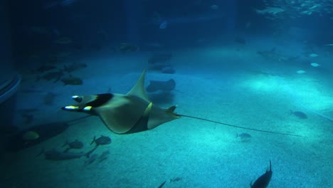 manta rays swimming gracefully in a large tank.