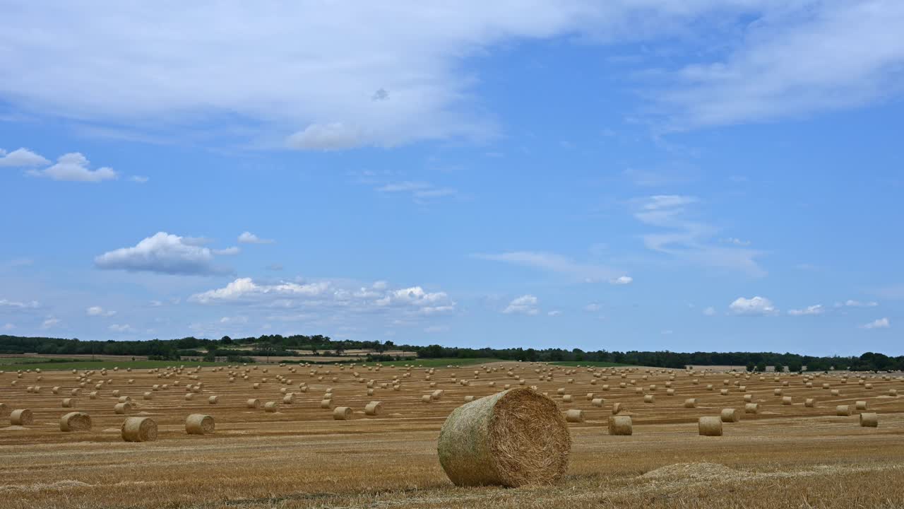 Numerous round hay bales are spread across a freshly harvested field under a clear blue sky with light clouds. Time lapse video of the moving clouds
