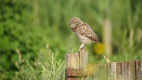 Cute-Little-Owl-chick-stands-on-old-wooden-gate-bobbing-its-head,-profile-shot