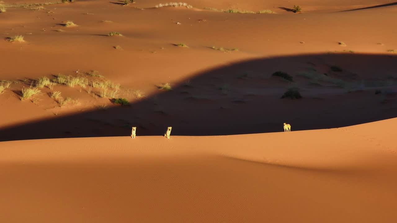 orbit drone shot of stranded dogs standing on big sandy dune