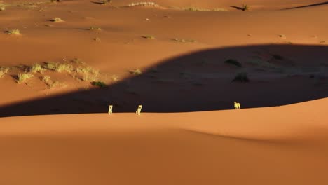 orbit drone shot of stranded dogs standing on big sandy dune