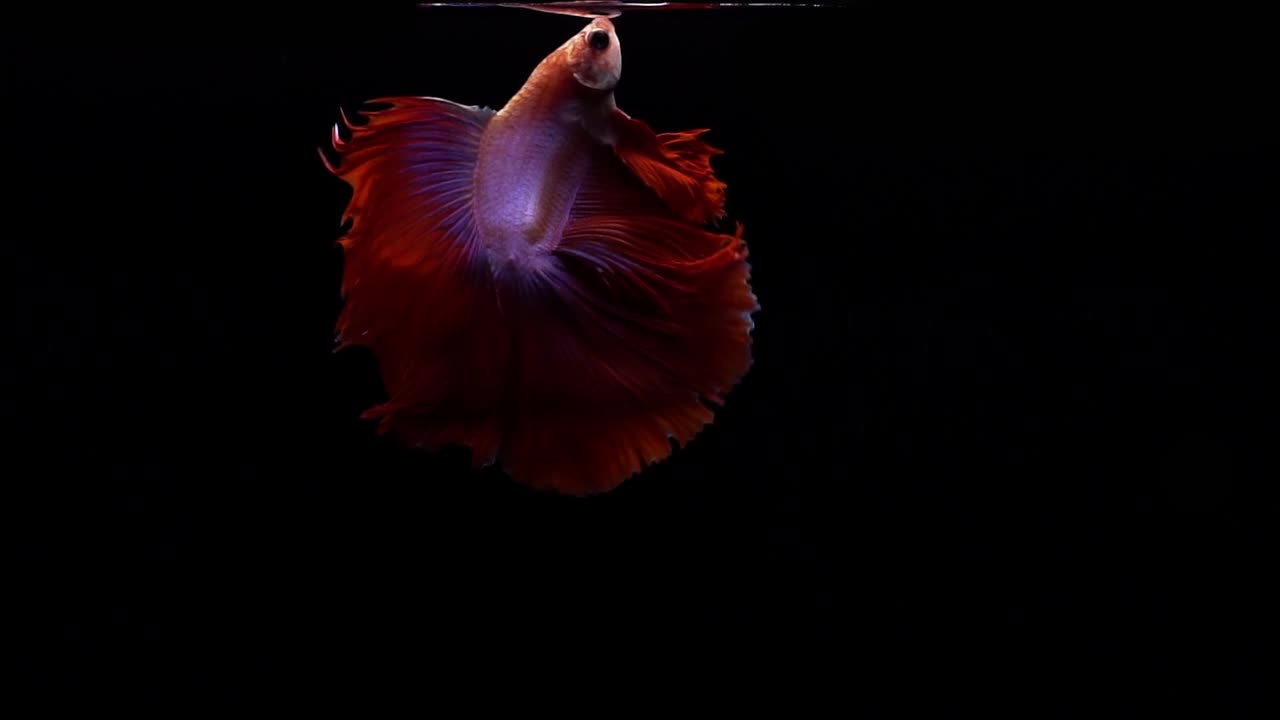 Pesce combattente siamese vivace e colorato Betta splendens, conosciuto anche come Pesce Combattente Thailandese o betta, un popolare pesce d'acquario in super slow motion su sfondo nero.
