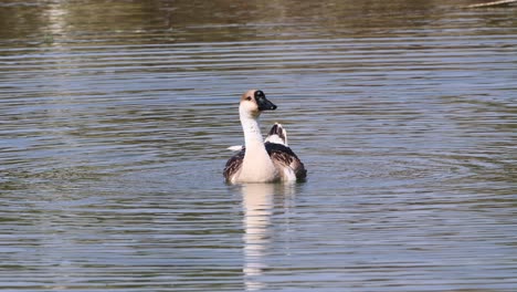 goose preening and splashing in water