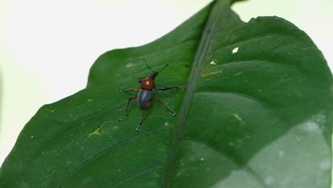 Camera-zooms-out-and-sliding-to-the-left-revealing-this-weevil-on-a-leaf,-Metapocyrtus-ruficollis,-Philippines