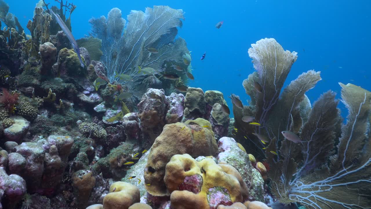 Giant Venus sea fans stand atop boulder and brain coral formations near a steep reef dropoff in clear Caribbean shallows, their lace-like branches swaying as tiny tropical fish dart through