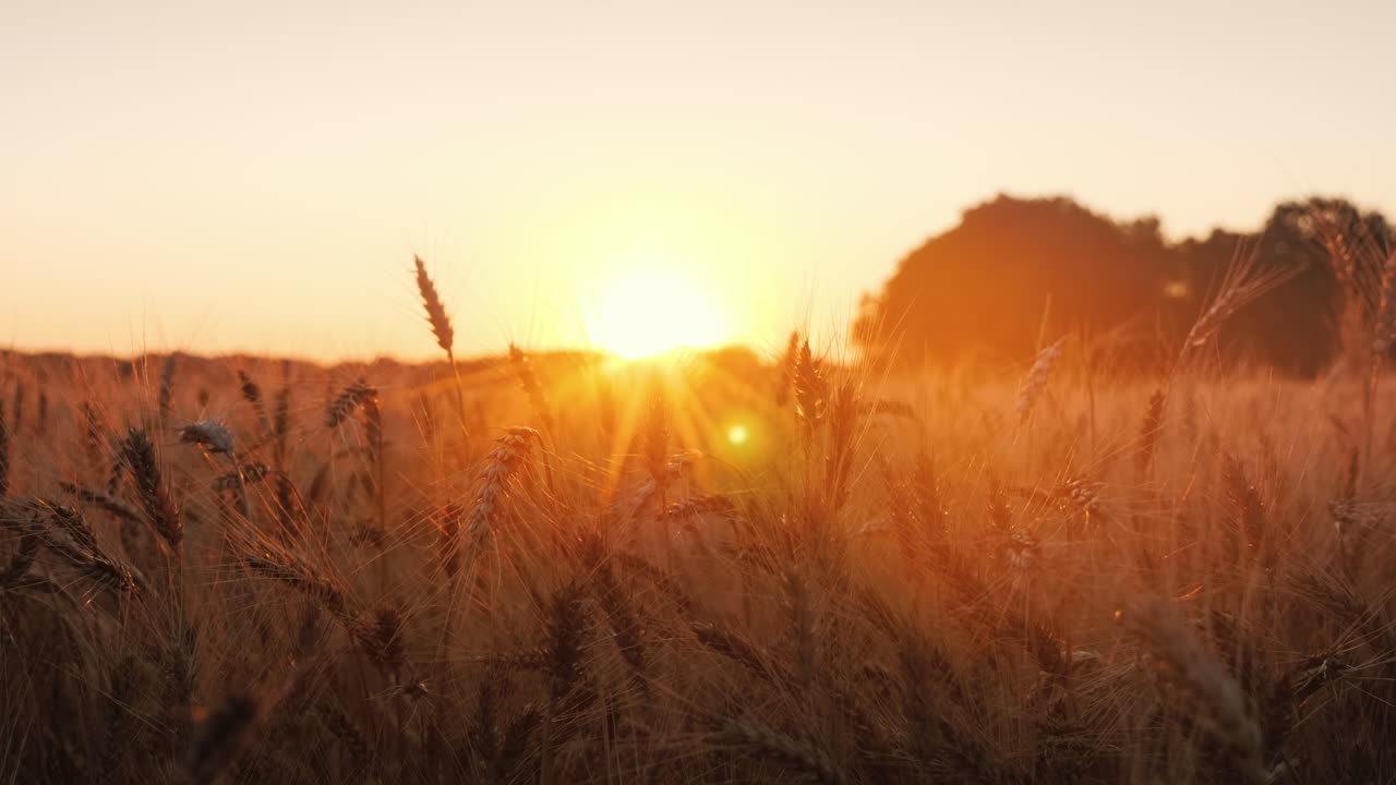 농부들은 석양에 밀밭을 배경으로 악수를 한다