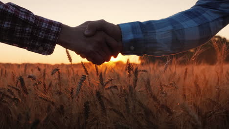 Farmers shake hands against the background of the wheat field at sunset