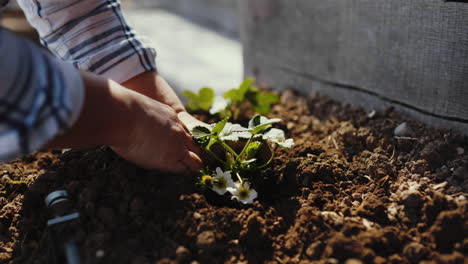 planting strawberries