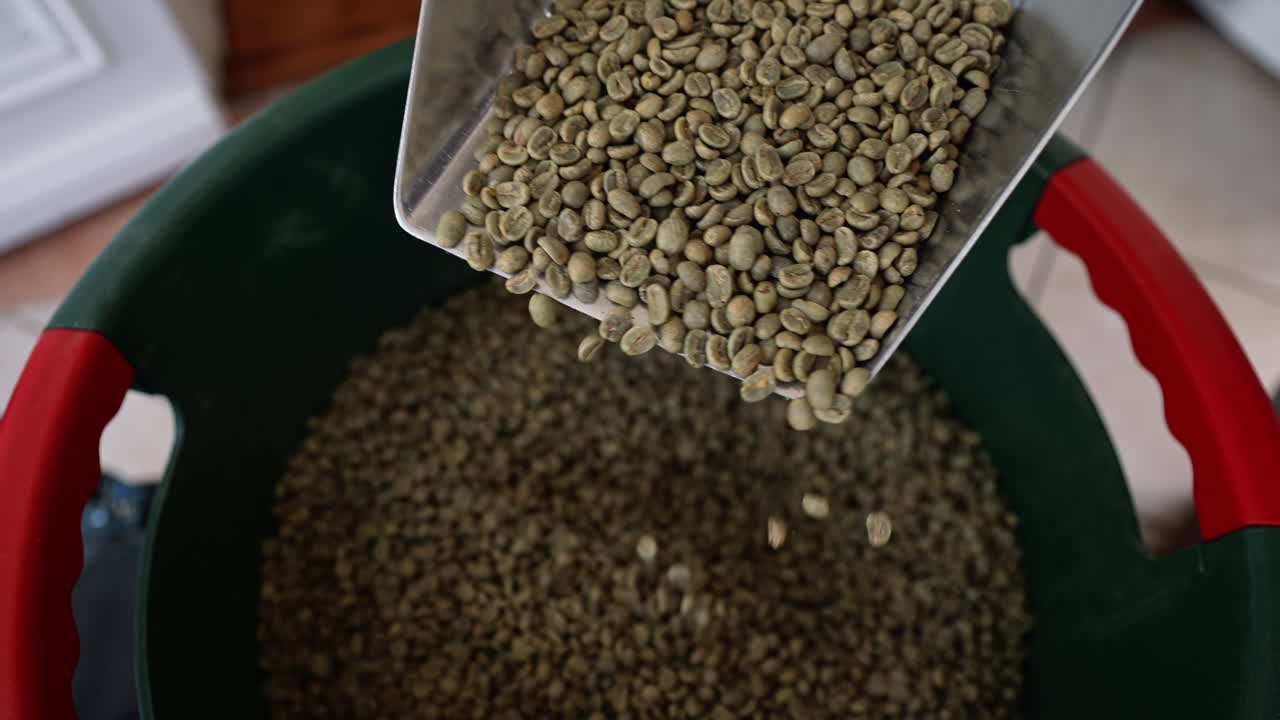 Unroasted fresh green coffee beans poured into bucket from scoop