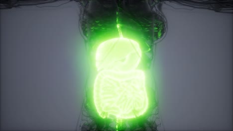 ilustración 3d de las partes y funciones del sistema digestivo humano