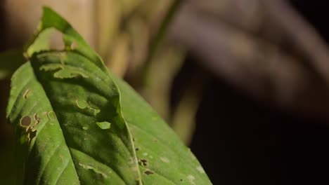 jumping spider leaps straight up and off leaf in tambopata jungle