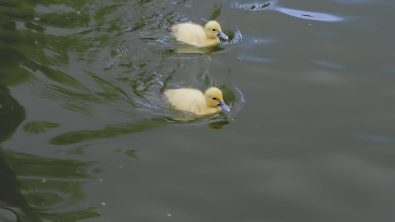 dos pequeños patitos amarillos nadando juntos en el lago verdoso filmados en cámara lenta de alta resolución 4k 120fps
