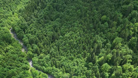 Beautiful-scenic-natural-pathway-through-lush-green-Switzerland-forest