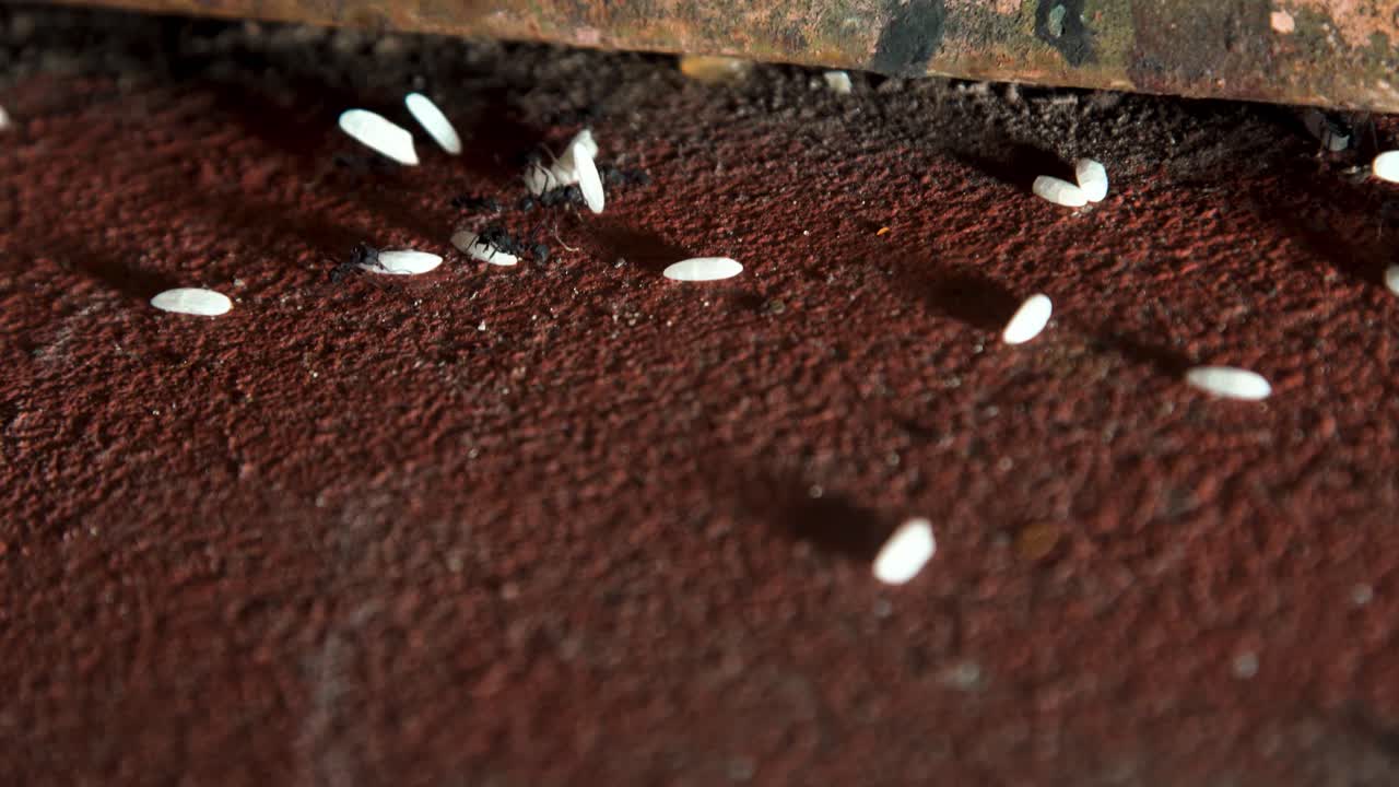 수백 마리 의 개미 들 이 도시 의 콘크리트 바닥 에서  ⁇ 고 있으며,  ⁇   ⁇  을 줄줄이 들고 개미  ⁇  을 향하고 있다