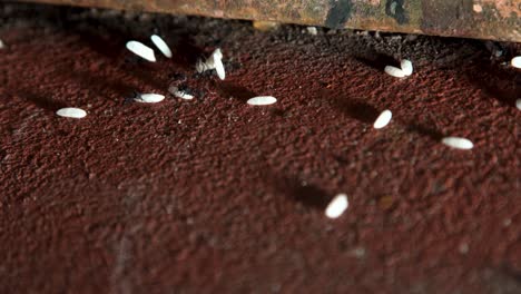 hundreds of ants walking on the concrete floor in the city while carrying rice grains in a row towards their anthill