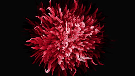 a red abstract flower with black background